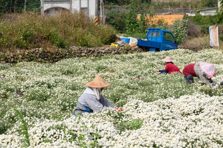 Tongluo, Taiwan - November 14th, 2019: farmer working in a farm of chrysanthemum fowers at Miaoli county, Taiwan, Asiaのeditorial素材