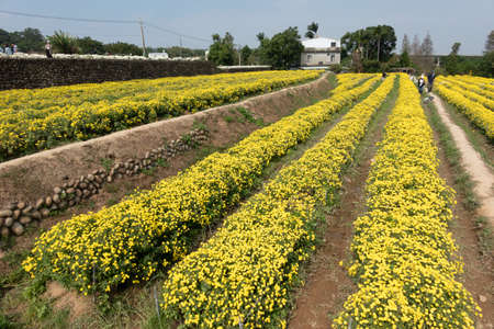 Tongluo, Taiwan - November 14th, 2019: tourists walk in a farm of chrysanthemum flowers at Miaoli county, Taiwan, Asiaのeditorial素材