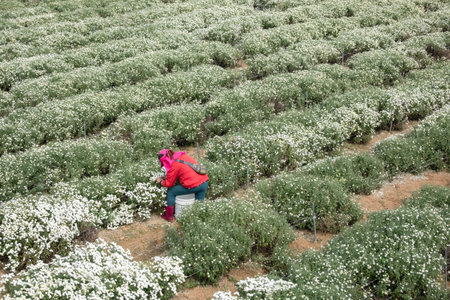 Tongluo, Taiwan - November 14th, 2019: farmer working in a farm of chrysanthemum fowers at Miaoli...