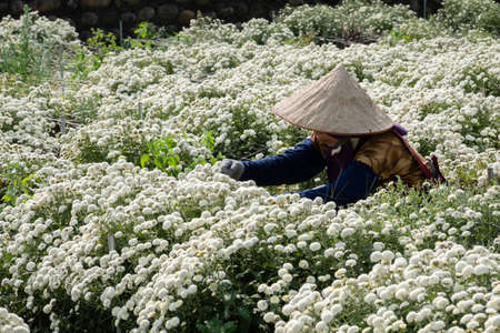 Tongluo, Taiwan - November 14th, 2019: farmer working in a farm of chrysanthemum fowers at Miaoli county, Taiwan, Asiaのeditorial素材