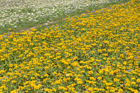 yellow cosmos flowers farm in the outdoor