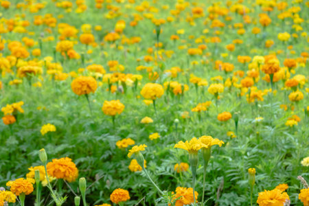 yellow cosmos flowers farm in the outdoor