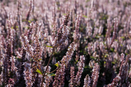 pink purple mesona flowers at farm, Taiwan