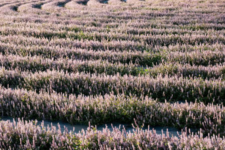 pink purple mesona flowers at farm, Taiwanの写真素材