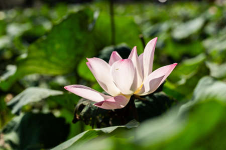 pink lotus flower on the green leaves at farmの写真素材