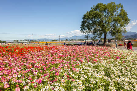 Xinshe, Taiwan - November 28th, 2019: tourists and flowers at Xinshe flower festival, Taichung, Taiwanのeditorial素材