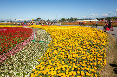 Xinshe, Taiwan - November 28th, 2019: tourists and flowers at Xinshe flower festival, Taichung, Taiwanのeditorial素材