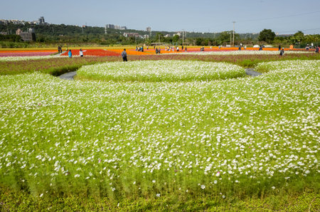 Daxi, Taiwan - November 15th, 2019: tourists walk at the garden in Daxi event of Taoyuan Flower Festival in Taoyuan, Taiwan, Asiaのeditorial素材