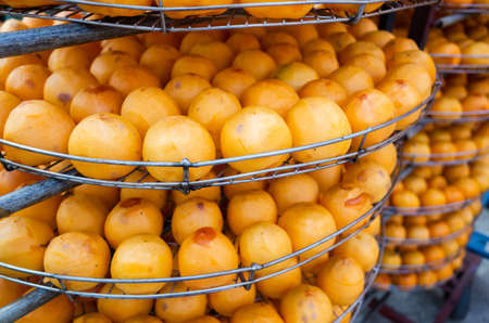 dried up persimmon under the sun in Xinpu township, Hsinchu, Taiwanの写真素材