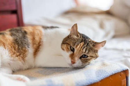 little tortoiseshell cat lying on the bed at homeの写真素材
