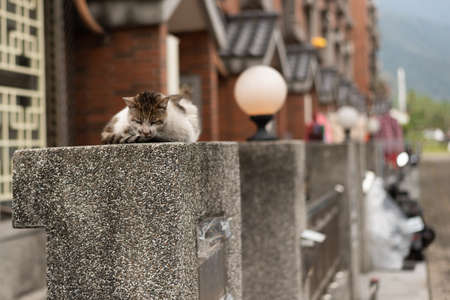 stray cat sit on the pillar at streetの写真素材