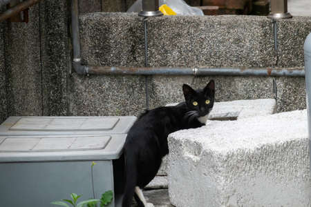 stray black and white cat at the streetの写真素材
