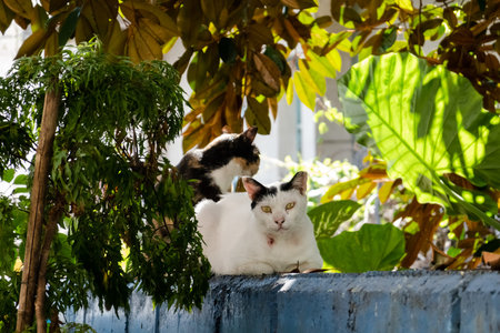 wild aggressive black and white cat at the street