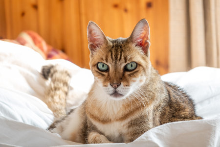 lazy and funny tabby cat sleep on a bed at home