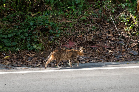 stray cat walk at a street in the city