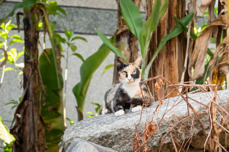 tortoiseshell stray cat at the wall in a cityの写真素材