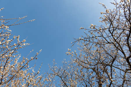 landscape of white plum blossom in the winter daytime at Nantou, Taiwanの写真素材