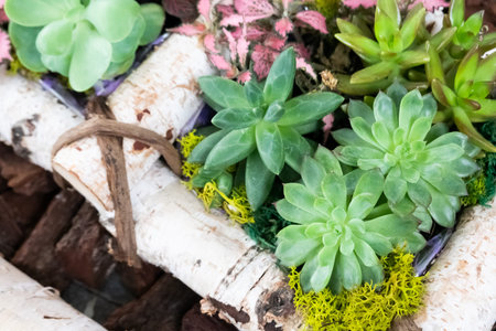 various fresh cactus in the flower potの写真素材