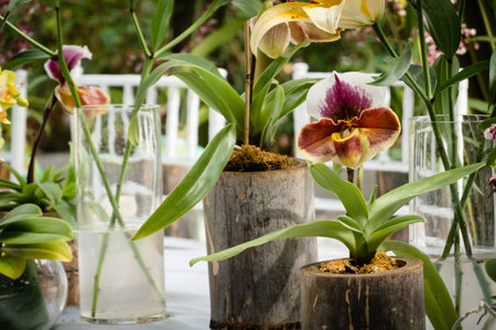 yellow lily flowers on the table in the outsideの写真素材