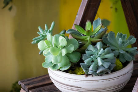 various fresh cactus in the flower potの写真素材