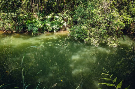 landscape of tropical forest with a pond in the outdoor