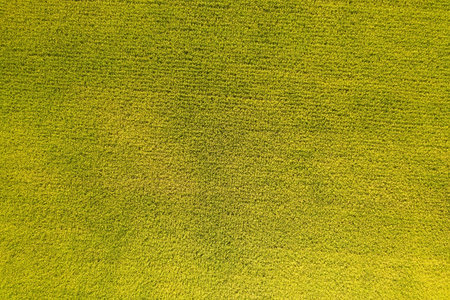 aerial view of yellow rice farm at Changhua, Taiwan