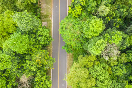road under forest, aerial view in the daytime