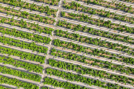 aerial view of green farm with vegetable and fruits at Changhua, Taiwanの写真素材