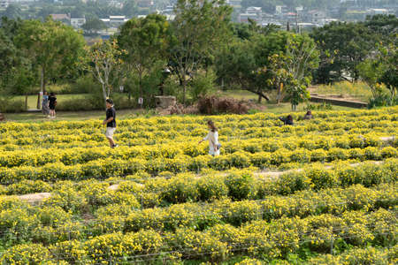 Tongluo, Taiwan - November 14th, 2019: tourists walk in a farm of chrysanthemum flowers at Miaoli county, Taiwan, Asiaのeditorial素材