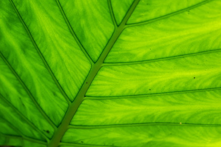 green alocasia odora leaf in the outdoor of city