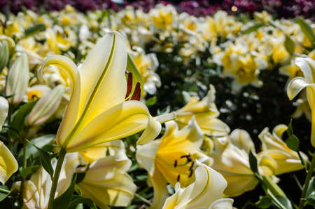 yellow beauty lily flowers in the daytime at outsideの写真素材
