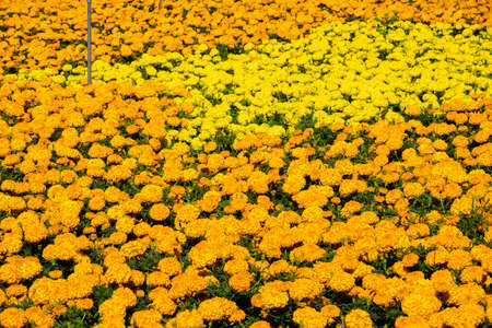 yellow chrysanthemum flowers farm in the outdoorの写真素材