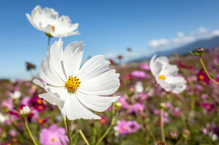pink cosmos flowers farm in the outdoor under blue skyの写真素材