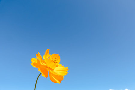 yellow cosmos flowers farm in the outdoor under blue sky