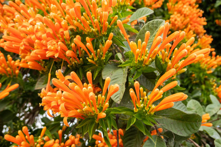 orange flaming trumpet vine flowers under sky in Taiwan