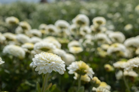 beautiful white chrysanthemum farm at Tongluo Township, miaoli county, Taiwan