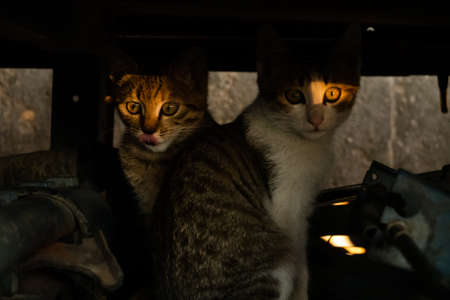 young stray cat with her brothers at the street in a cityの写真素材