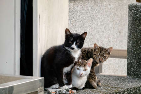 young stray cat with her brothers at the street in a cityの写真素材