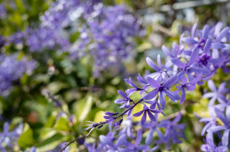 closeup image of petrea, sandpaper vine, purple wreath flowersの写真素材