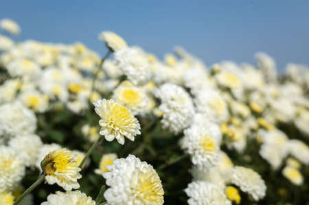 beautiful white chrysanthemum farm at Tongluo Township, miaoli county, Taiwanの写真素材