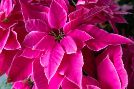 group of pink poinsettia flowers at homeの写真素材