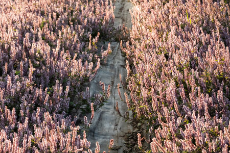 pink purple mesona flowers at farm, Taiwanの写真素材