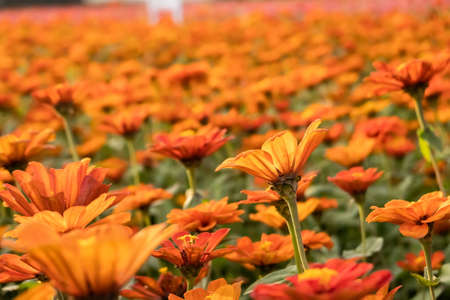 colorful cosmos flowers farm in the outdoorの写真素材