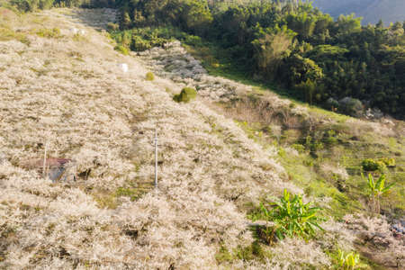 white plum blossom flowers at the garden in Nantou, Taiwan, Asiaの写真素材