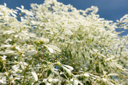 white pascuita flowers, closeup image in the daytimeの写真素材
