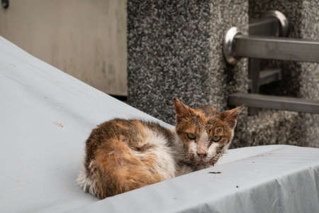 stray cat was sick and drooling at the streetの写真素材