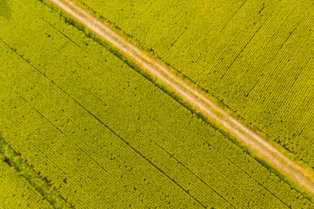 aerial view of farm with rice or vegetable at Taiwanの写真素材