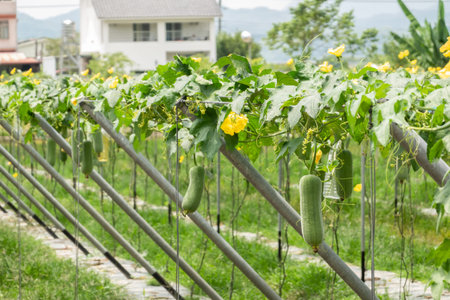 loofah farm in the daytime at Nantou, Taiwanの写真素材