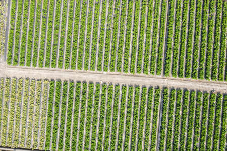aerial view of green farm with vegetable and fruits at Changhua, Taiwanの写真素材