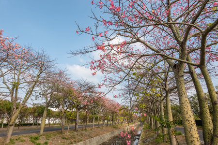 landscape of pink silk floss tree flowers at Taiwan